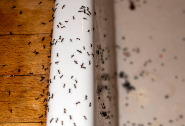 Best Flea Control Services  in Highland Lakes, AL