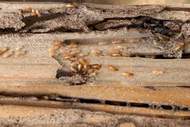 Best Local Pest Control Services  in Highland Lakes, AL