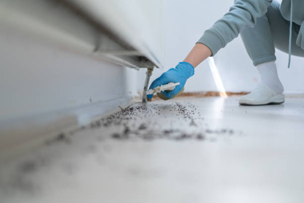 Best Termite Control Services  in Highland Lakes, AL